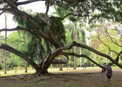 arbre géant au jardin botanique de peradeniya sri lanka