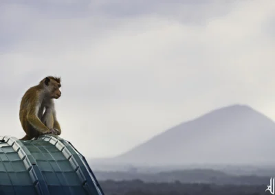 singe sur un toit, avec un mont en arrière plan au sri lanka