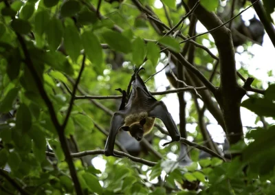 chauve souris dans un arbre au jardin botanique de peradeniya