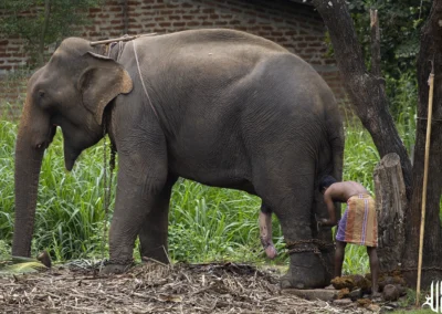 éléphant et son cornac au sri lanka