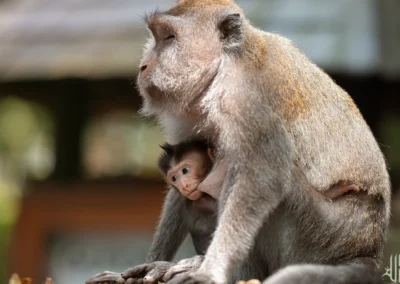bébé singe qui tête sa mère