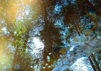 reflet de la forêt de brocéliande dans des flaques d'eau