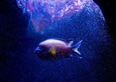 poisson coloré en aquarium