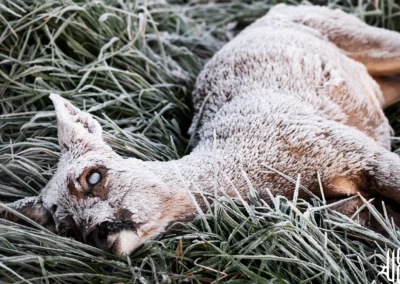 chevreuil lors d'un matin de gelée